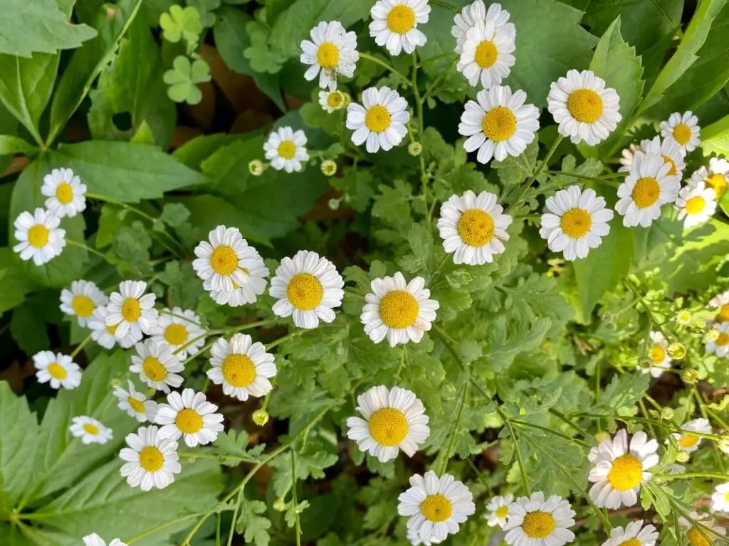 Pyrethrum