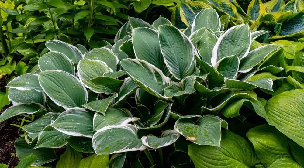 Hosta plantaginea