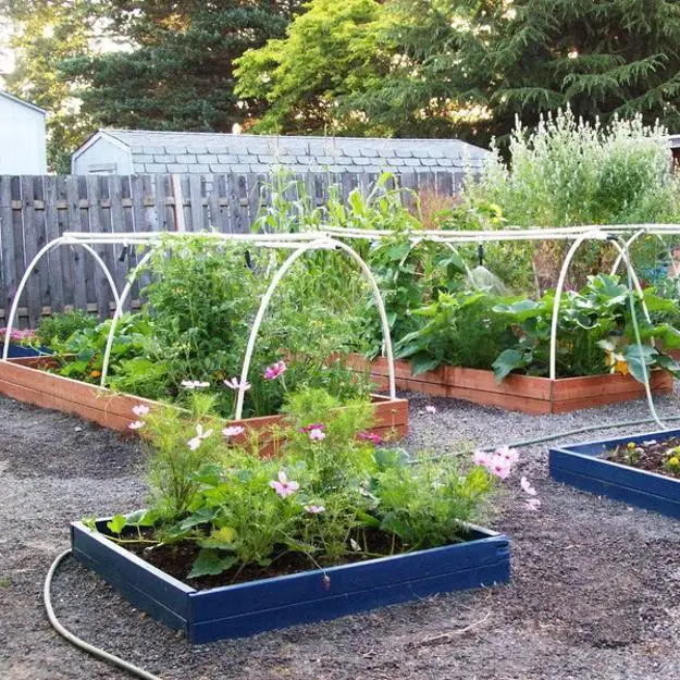 Lettuce in raised beds with hoops