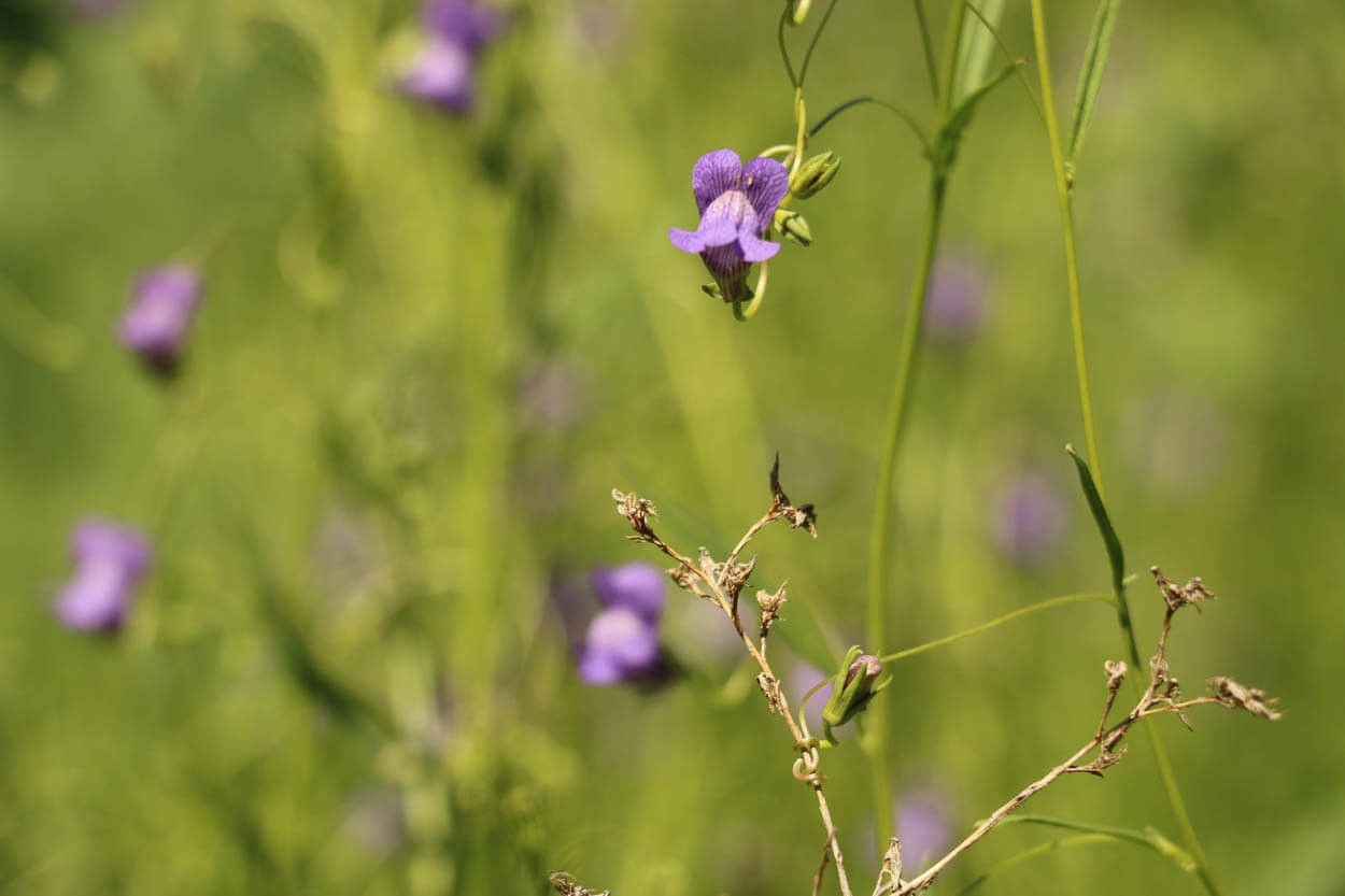 Twining Snapdragon (Maurandella antirrhiniflora)