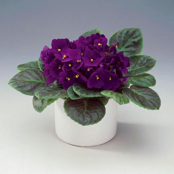 #3 African Violet (Saintpaulia ionantha)