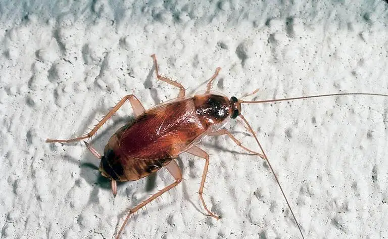 Brown-banded cockroach