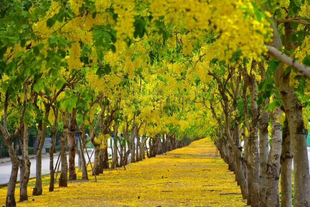 Golden Shower Tree (Cassia fistula).