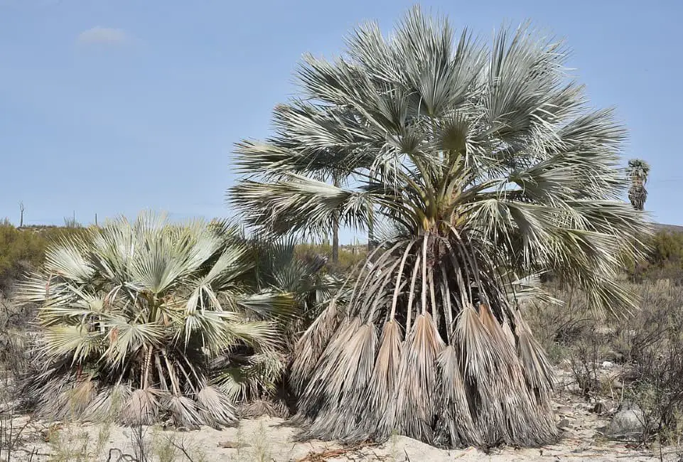 Mexican blue palm (Brahea armata).