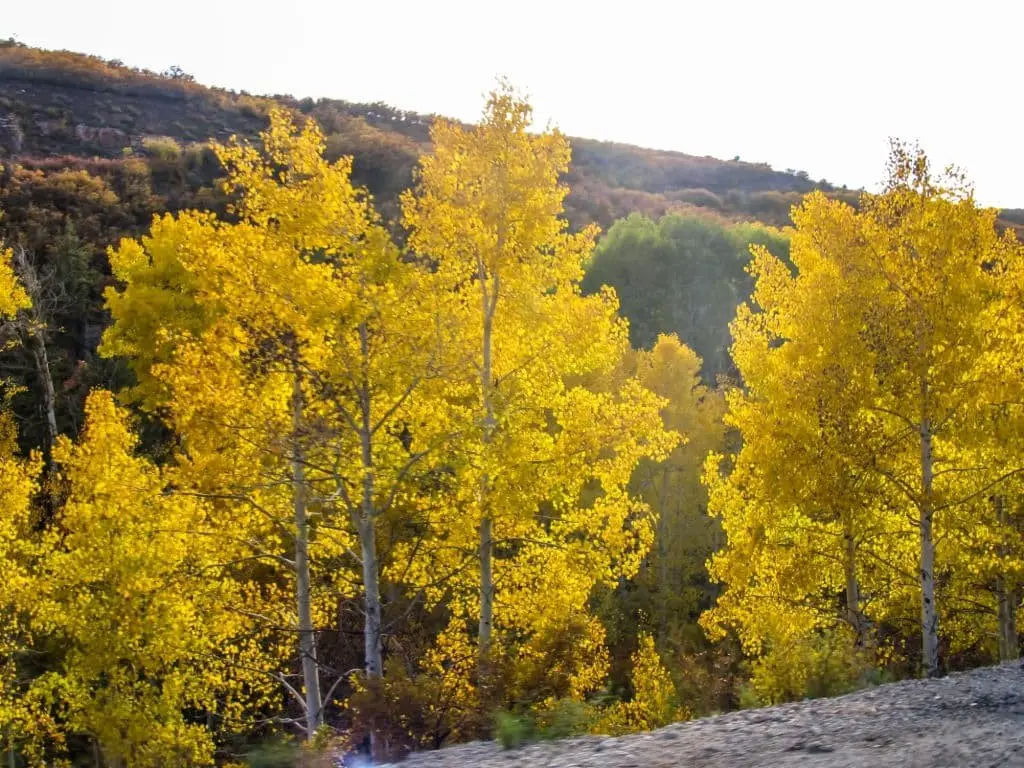 Quaking Aspen (Populus tremuloides)