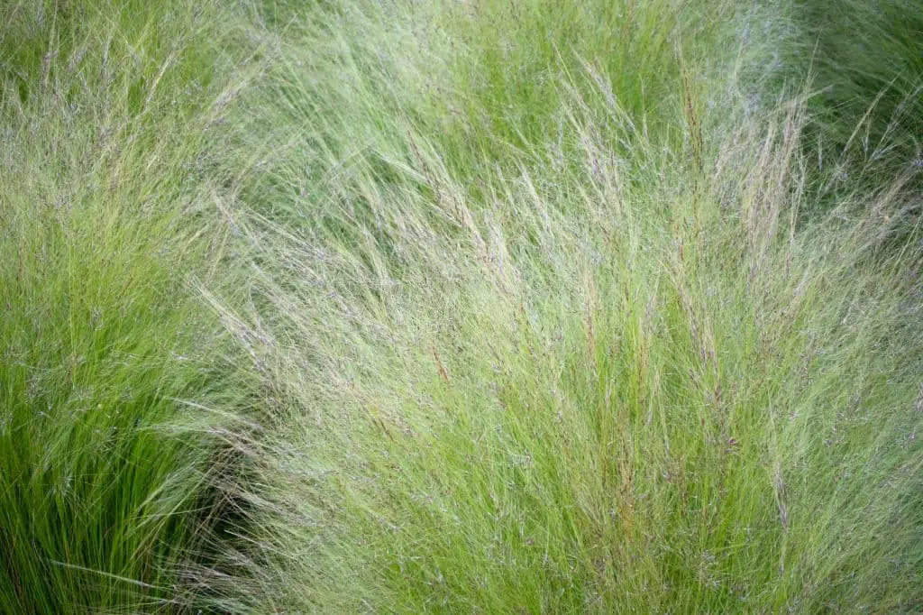 #23. Mexican feather grass