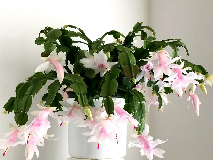 #10. Christmas Cactus