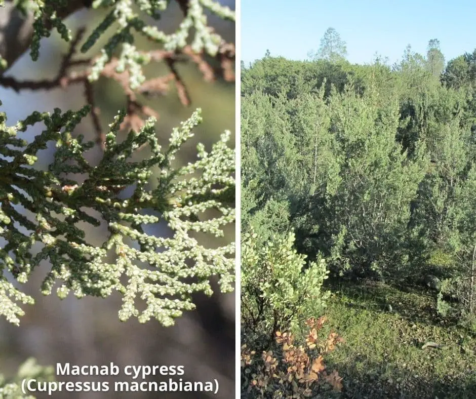 Macnab cypress (Cupressus macnabiana)