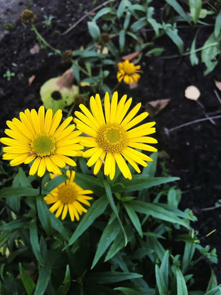 Tansy Ragwort