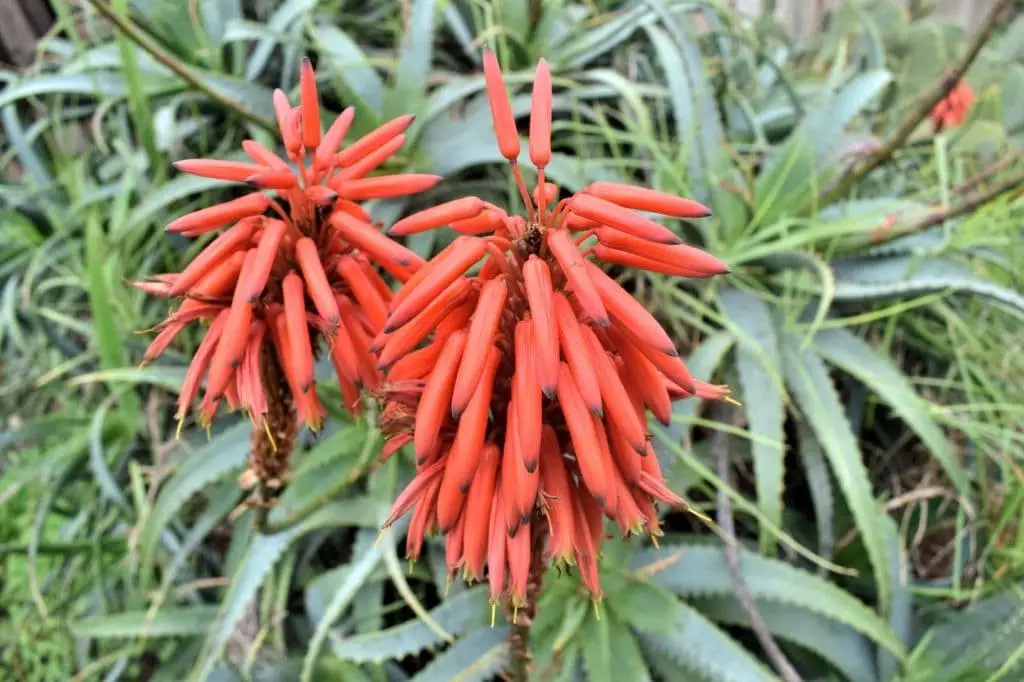 Tilt-Head Aloe (Aloe speciosa)